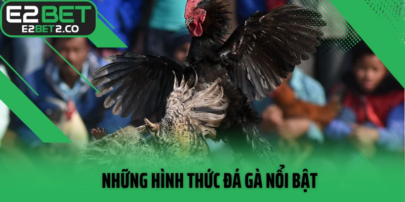 Những hình thức đá gà nổi bật