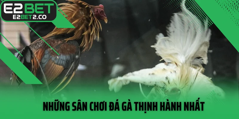 Những sân chơi đá gà thịnh hành nhất