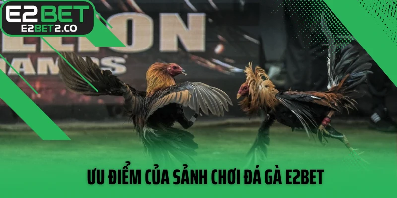 Ưu điểm của sảnh chơi đá gà E2BET